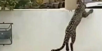 A case of  Leopard penetration into DHA; A case has been registered against an unknown person