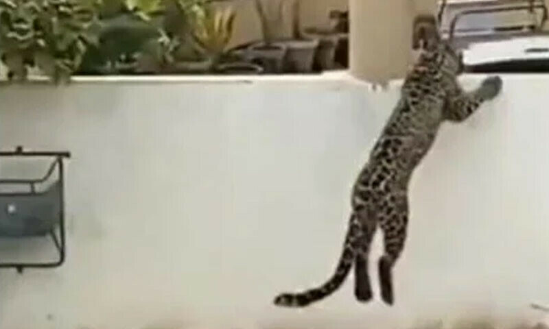 A case of  Leopard penetration into DHA; A case has been registered against an unknown person