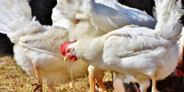 A further increase in the price of chicken meat before Ramadan