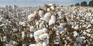 The Prime Minister gave his approval to fix the per maund price of cotton