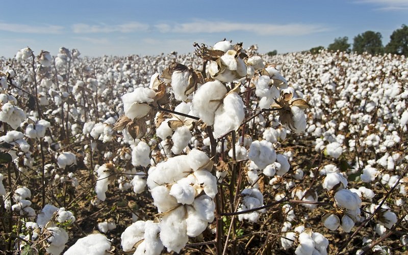 The Prime Minister gave his approval to fix the per maund price of cotton