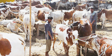 China allowed large meat import from Pakistan