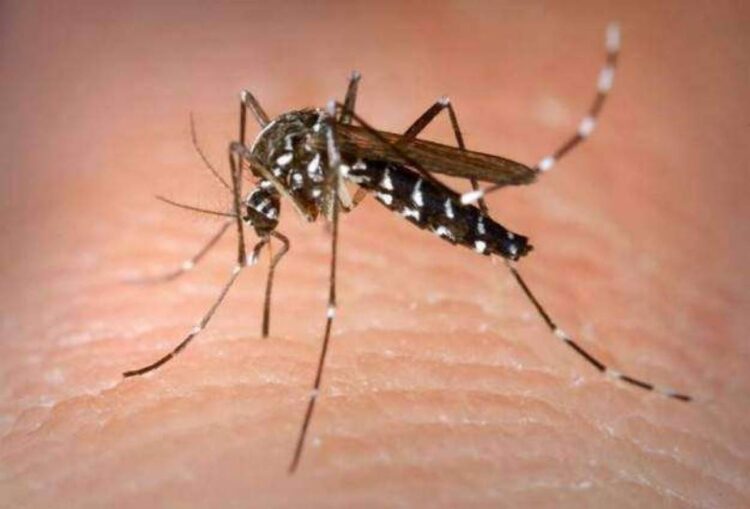 In Islamabad, 45 new cases of dengue have been reported, the total number of cases to 187