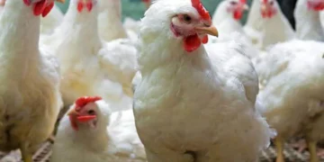 Chicken meat has become Rs 632 per kg