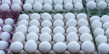 انڈوں کی فی درجن قیمت 300 روپے سے تجاوز کر گئی