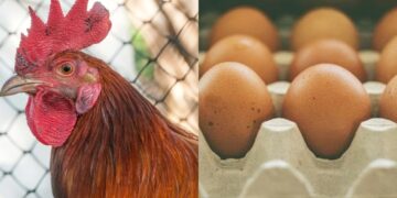 مرغی کے گوشت کی قیمتوں میں اضافہ،فی درجن انڈوں کی قیمت برقرار