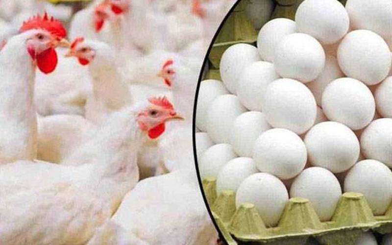 Significant Decrease in Chicken and Egg Prices