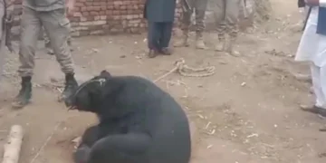 Rescued Bear Fully Rehabilitated Under Wildlife Authorities, Set for Safe Sanctuary Transfer