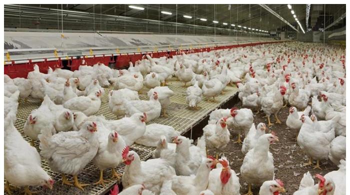 Pakistani Experts Achieve Breakthrough in Poultry Farming with New Indigenous Chicken Breed