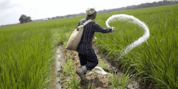 Sharp Rise in Fertilizer Prices Across the Country Increases Burden on Farmers