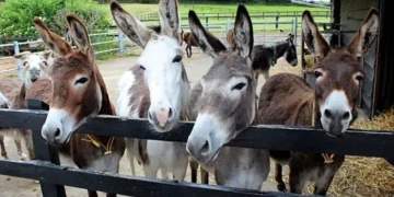 Donkey Census Completed in Pakistan, Punjab Leads All Provinces