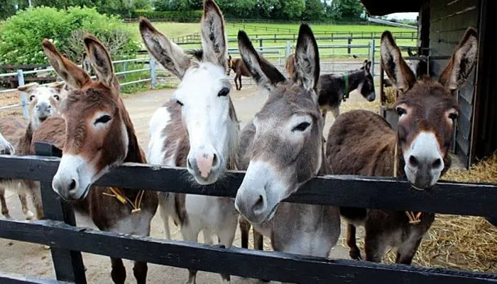 Donkey Census Completed in Pakistan, Punjab Leads All Provinces — PakAlerts.net: Sansani Nahi, Srif Khabar — Your go-to digital hub for Breaking News, Analysis, Stories from Pakistan and around the World. Stay informed, Stay connected. Donkey Census Completed in Pakistan, Punjab Leads All Provinces