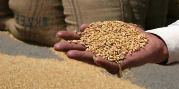 Severe Wheat Crisis Looms in Balochistan as Stocks Deplete, Prices Expected to Rise