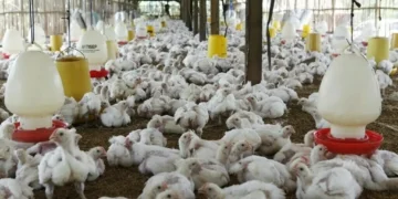 Poultry Cartel Case: Tribunal Upholds CCP Verdict, Reduces Fine