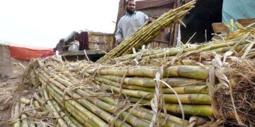 Sugar mills could not start crushing, fear of agricultural crisis in Sindh