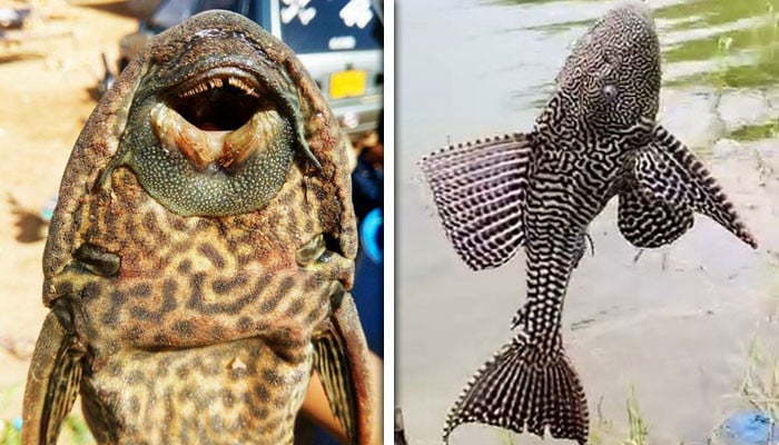 Invasive Fish Species Threaten Local Ecosystem in Rivers of Sindh and Punjab