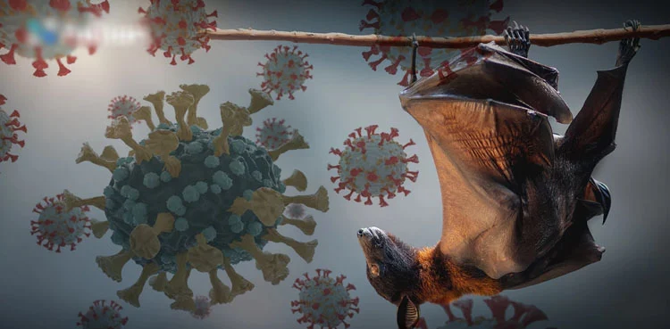 Border Health Services Issue Alert to Multiple Agencies Over Nipah Virus Risk