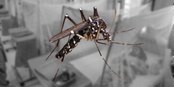 First Dengue Death Reported in Karachi This Year, Cases Rising Across Sindh