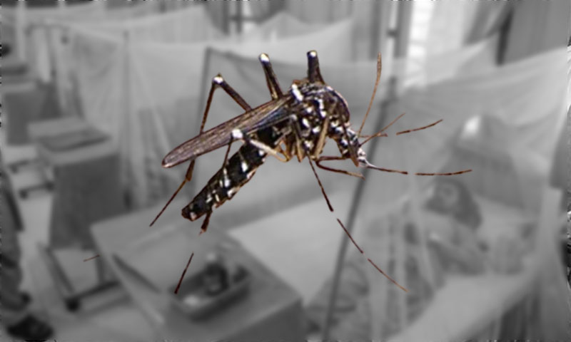 First Dengue Death Reported in Karachi This Year, Cases Rising Across Sindh