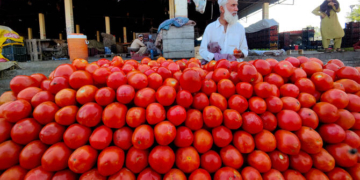 Tomato Prices Reach Rs500 Per Kilogram in Karachi — PakAlerts.net: Sansani Nahi, Srif Khabar — Your go-to digital hub for Breaking News, Analysis, Stories from Pakistan and around the World. Stay informed, Stay connected. Tomato Prices Reach Rs500 Per Kilogram in Karachi