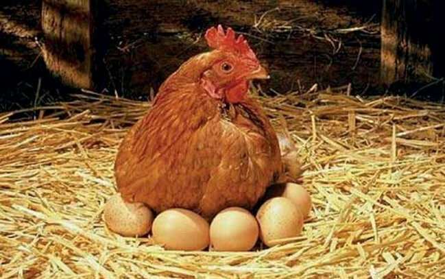 سندھ حکومت کی طرف سے رینجرز کے اختیارات میں مزید 3 مہینے کی توسیع، نوٹی فکیشن جاری