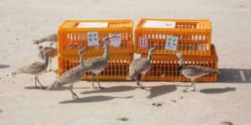 تلور کا شکار کے لیے یو اے ای کے شہری کو اجازت نامہ جاری کردیا