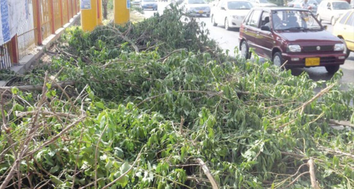 میئر کراچی کا درخت کاٹنے والوں کے خلاف مقدمہ درج کرانے کا حکم