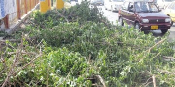 میئر کراچی کا درخت کاٹنے والوں کے خلاف مقدمہ درج کرانے کا حکم