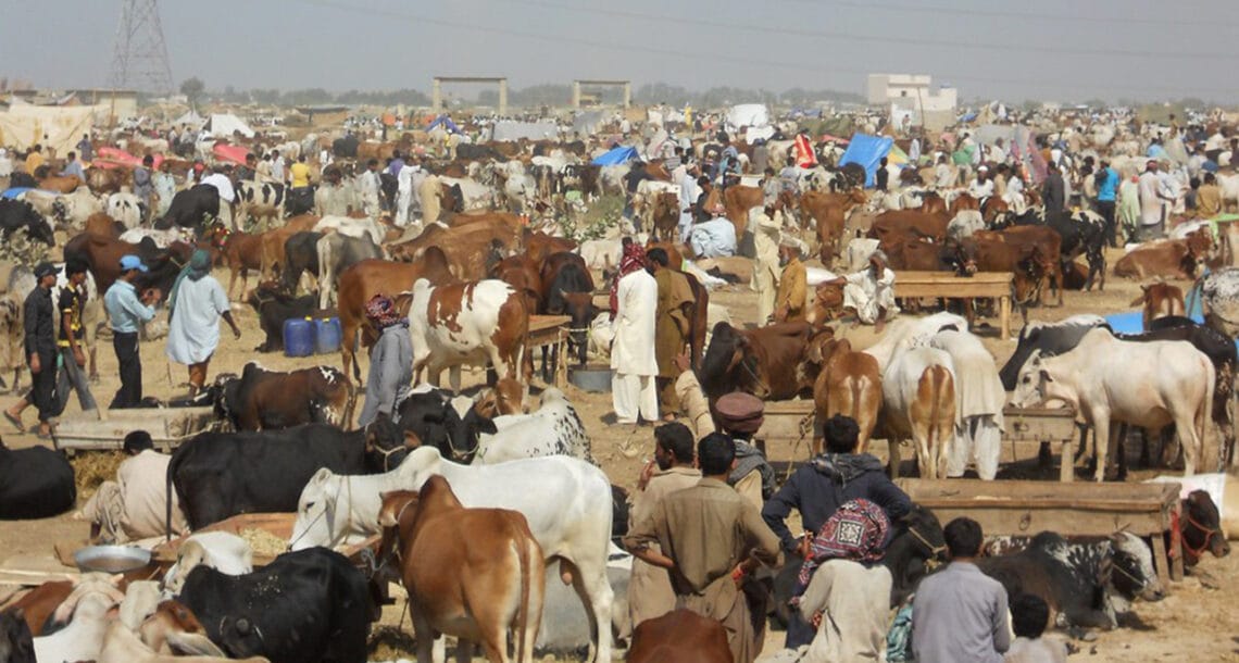 ایشیا کی سب سے بڑی مویشی منڈی میں قربانی کے جانوروں کی آمد کا سلسلہ شروع