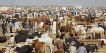 ایشیا کی سب سے بڑی مویشی منڈی میں قربانی کے جانوروں کی آمد کا سلسلہ شروع