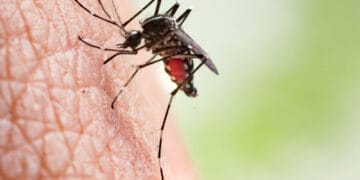 جڑواں شہروں کے سرکاری اور پرائیویٹ اسپتالوں میں ڈینگی کے مشتبہ مریضوں کی آمد کا سلسلہ جاری