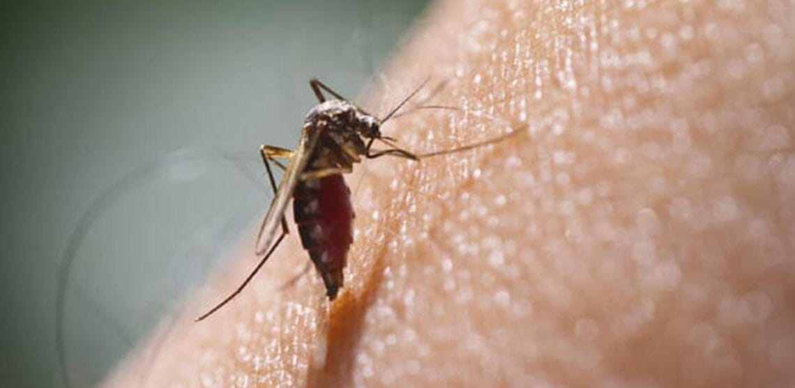 راولپنڈی میں موسم سرد ہونے کے باوجود ڈینگی کے وار جاری