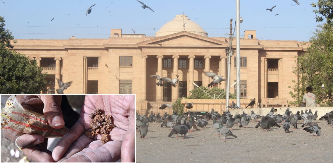 گٹکا بنانے والوں کے خلاف کارروائی نہیں ہوتی، آئی جی کو کتنا شیئر ملتا ہے؟ سندھ ہائیکورٹ کے چبھتے ریمارکس