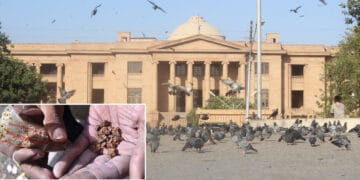 گٹکا بنانے والوں کے خلاف کارروائی نہیں ہوتی، آئی جی کو کتنا شیئر ملتا ہے؟ سندھ ہائیکورٹ کے چبھتے ریمارکس