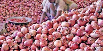 کراچی سمیت بڑے شہروں میں پیاز کی قیمت 100روپے فی کلو تک پہنچ گئی