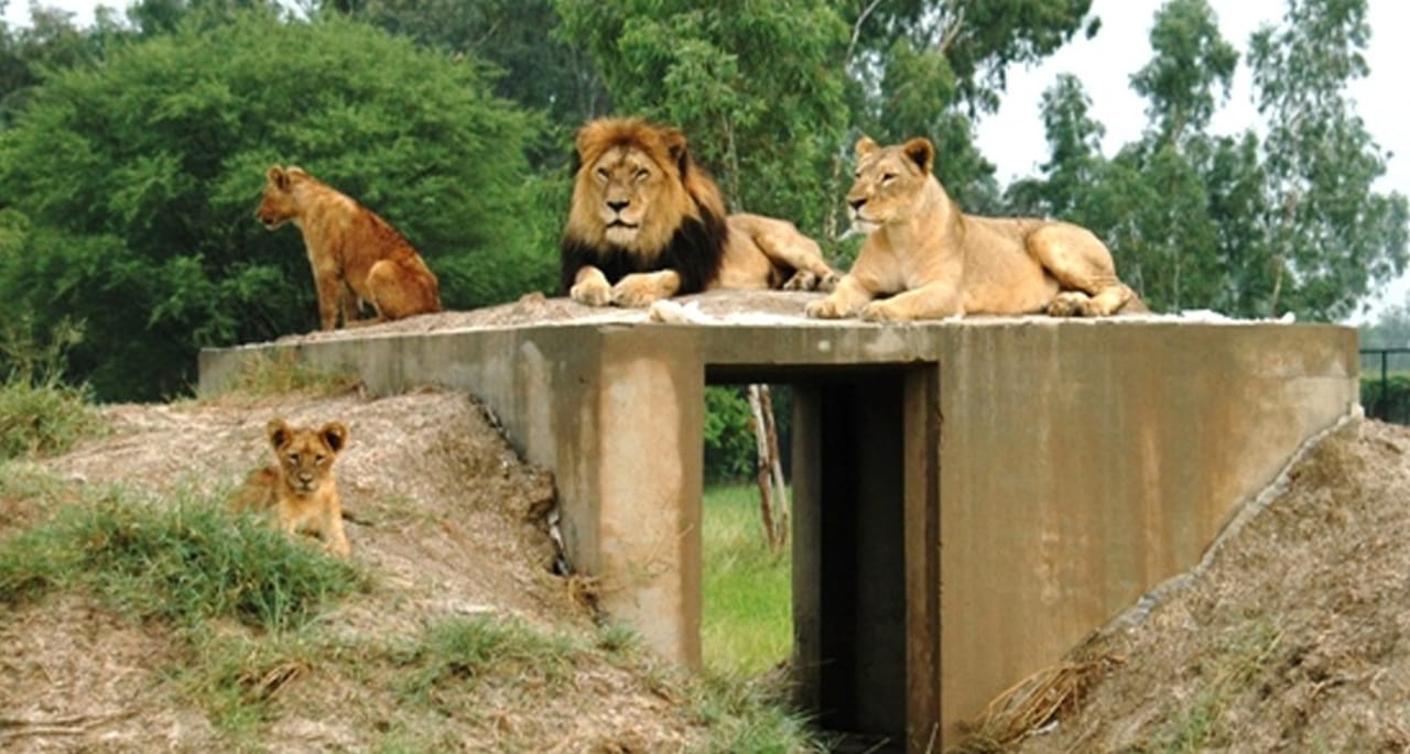 لاہور کے سفاری پارک کا ملازم شیروں کے حملے میں ہلاک۔