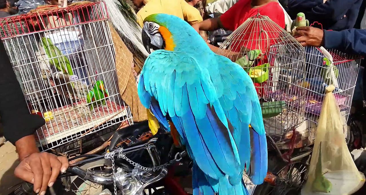 کورونا وائرس پھیلنے کا خدشہ، جانوروں اور پرندوں کی درآمد پر پابندی۔