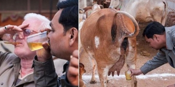 گائے کے گوبر اور پیشاب میں کورونا وائرس کا علاج بھارتیوں کا دعوی