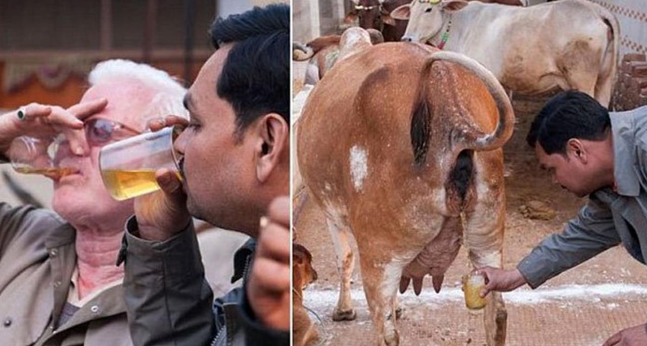 گائے کے گوبر اور پیشاب میں کورونا وائرس کا علاج بھارتیوں کا دعوی