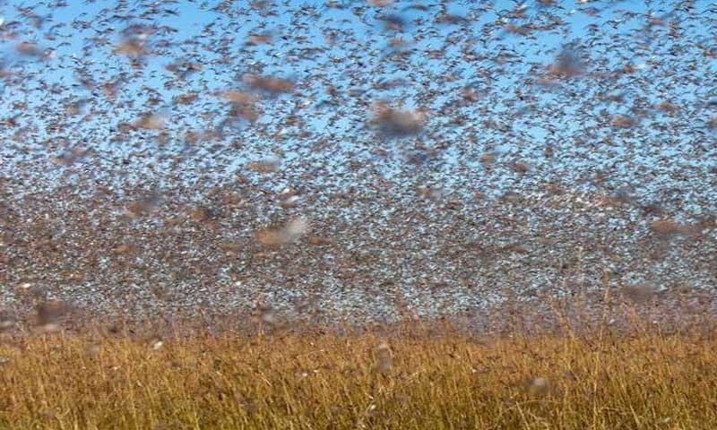 وہاڑی، ٹڈی دل کا فصلوں پر حملہ۔