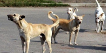 سندھ میں کتوں کے کاٹنے کے واقعات میں مسلسل اضافہ