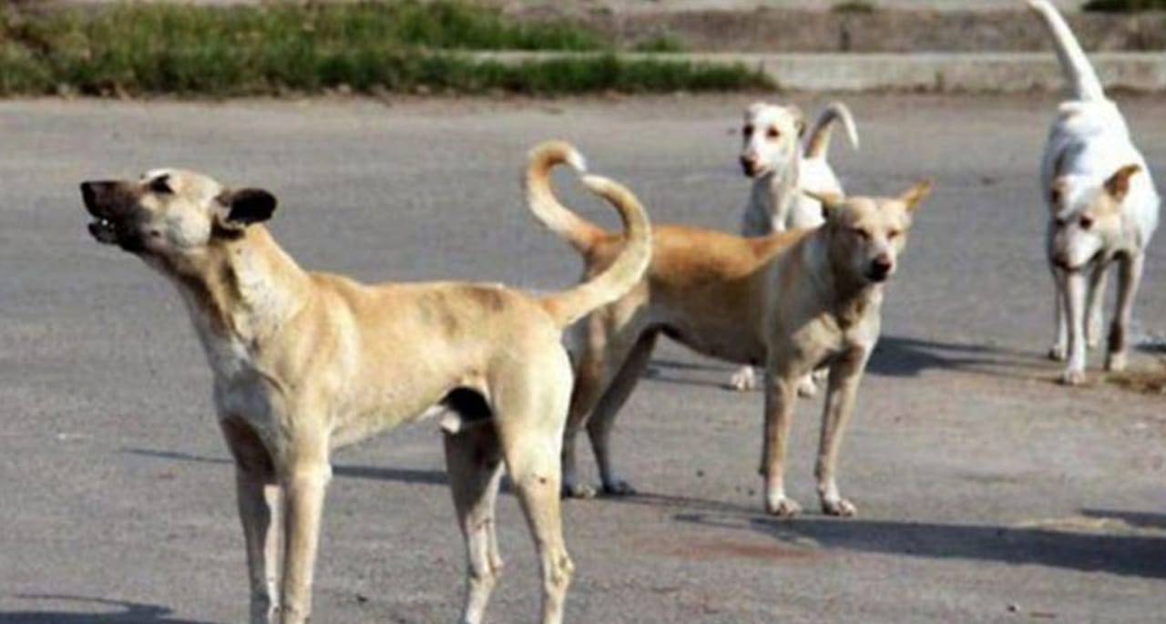 سندھ میں کتوں کے کاٹنے کے واقعات میں مسلسل اضافہ