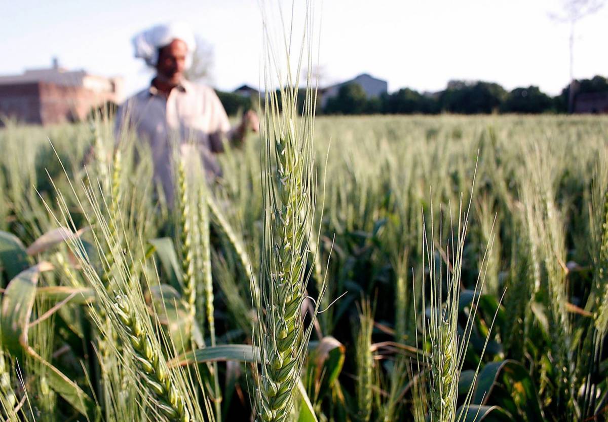 بارشوں کی کمی سے ڈیمز نہ بھرنے کے باعث فصلوں کو خطرات لاحق