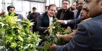 سرکاری سطح پرکاشت کی گئی بھنگ تیار، کٹائی شروع