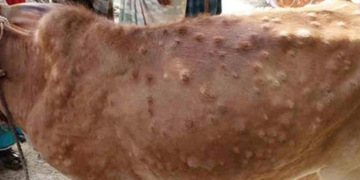 لمپی اسکن، گوشت بیچنے والوں نے مویشی منڈیوں پر پابندی مسترد کر دی