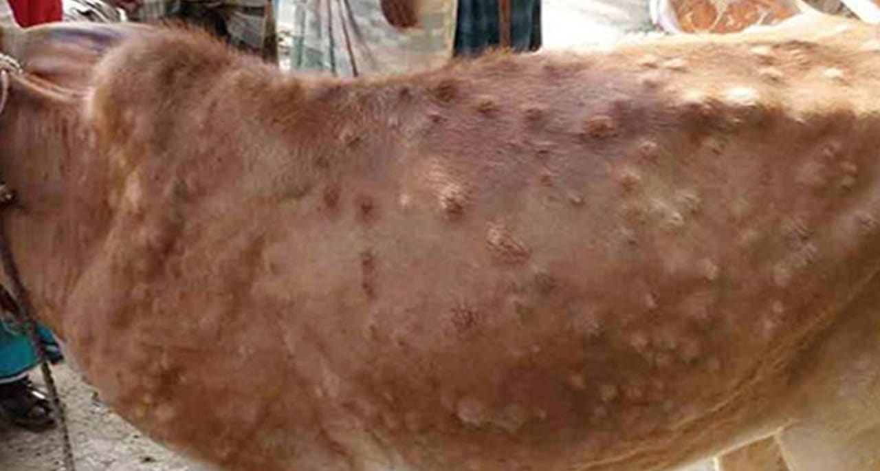 لمپی اسکن، گوشت بیچنے والوں نے مویشی منڈیوں پر پابندی مسترد کر دی