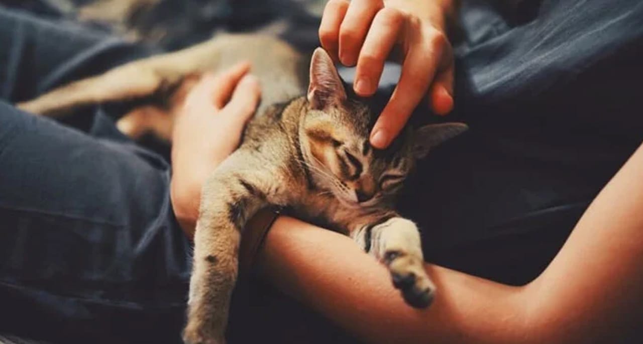 کورونا وائرس بلیوں سے بھی انسانوں میں منتقل ہوسکتا ہے، تحقیق