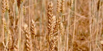 روسی گندم کے 2 جہاز پہنچ گئے  آٹا سستا ہونے کا امکان