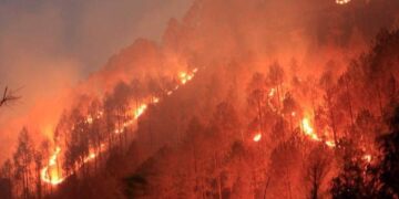 کوہلو میں جندران کے جنگلات میں لگی آگ