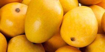 پاکستان میں آم کی پیدوار میں رواں سال بھی کمی ہونے کا انکشاف